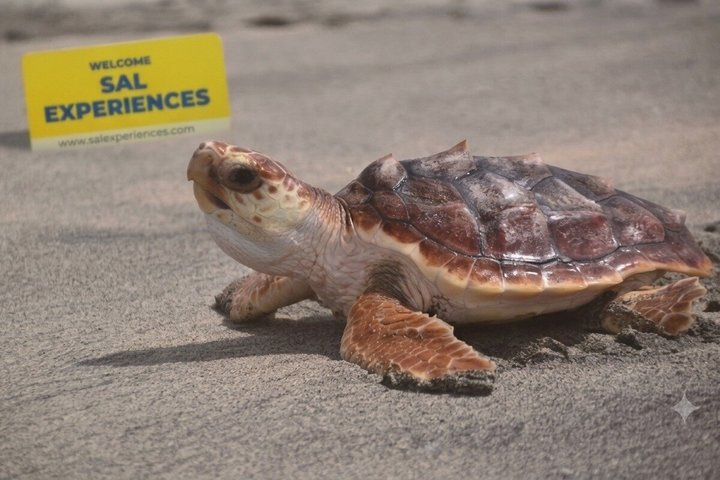 Sal Island Sea Turtle Watching Eco-Tour with Native Guide - Photo 1 of 16
